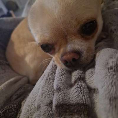 Hundetreffen-Spielfreude Gesucht ☆☆☆-Bild