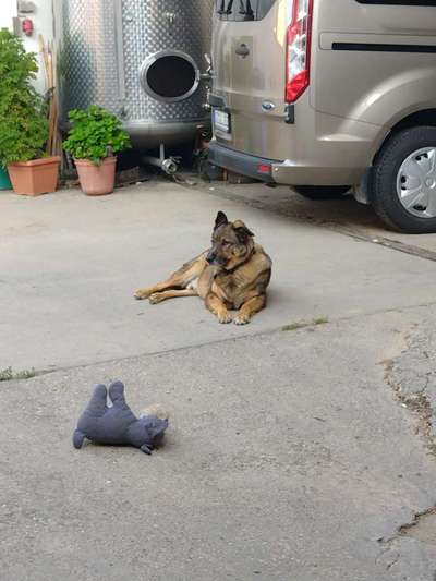 Welcher Hundehalter Typ bist du?-Beitrag-Bild