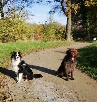 Bester Freund, Hundekumpel - zeigt her!-Beitrag-Bild