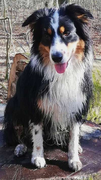 Wie heißt dein Hund?-Beitrag-Bild