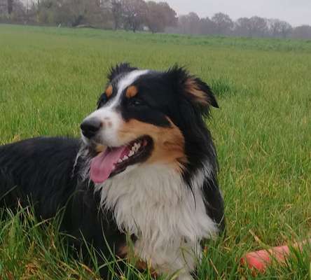 Wie oft gassi?-Beitrag-Bild