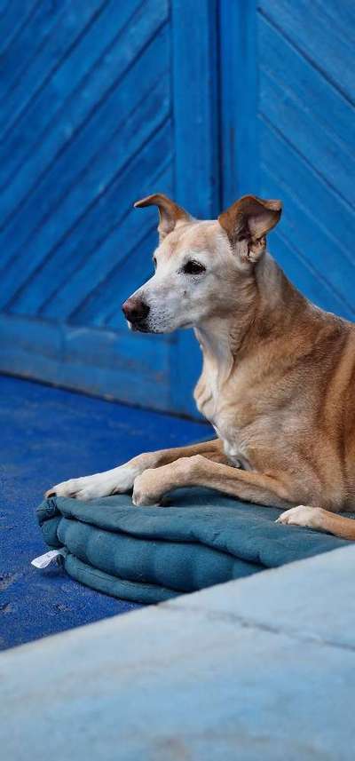 Podenco/Mischlinge hier? :-)-Beitrag-Bild