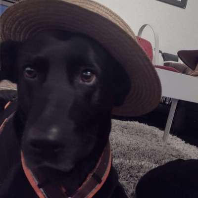 Hundetreffen-Hundetreff in Kreis Böblingen