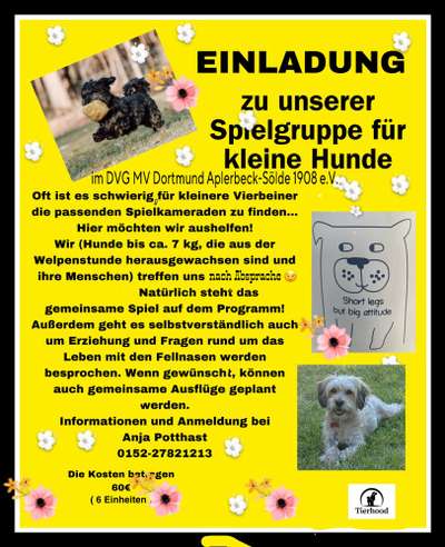 Hundetreffen-Spielgruppe für kleine Hunde-Bild