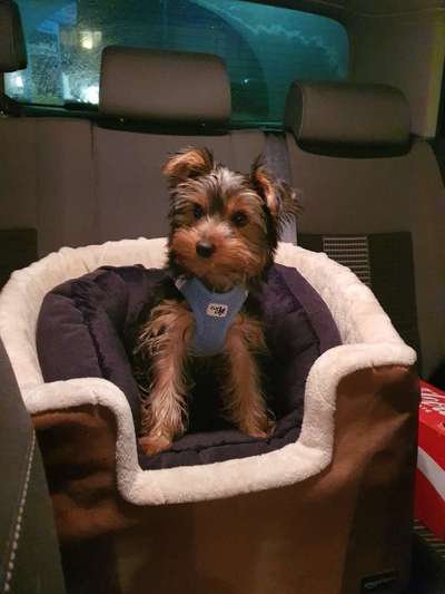 FOTOCHALLENGE 70 - Dein Hund im Auto-Beitrag-Bild