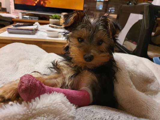 Beinbruch beim Welpen-Beitrag-Bild