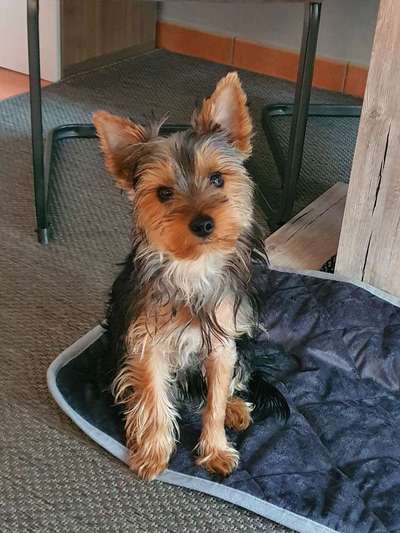 Beinbruch beim Welpen-Beitrag-Bild