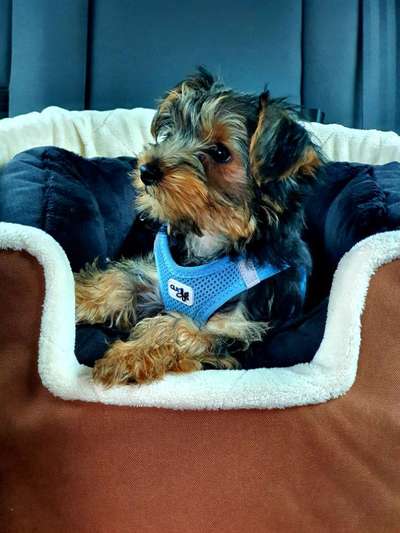 yorkshire Terrier austausch-Beitrag-Bild