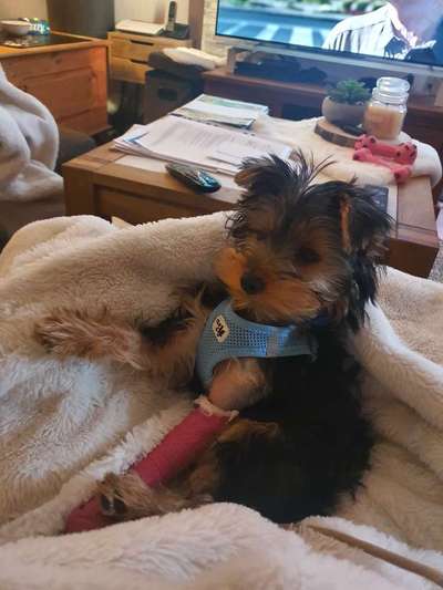 Beinbruch beim Welpen-Beitrag-Bild