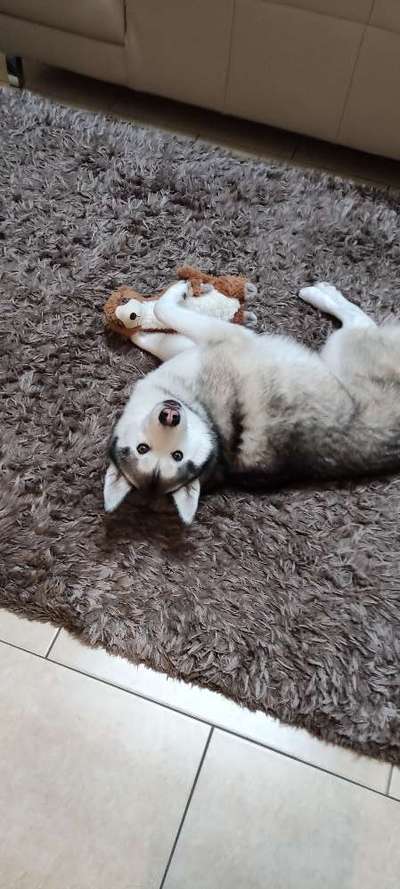 Dogorama Photo Challenge - Lieblingsspielzeug!-Beitrag-Bild