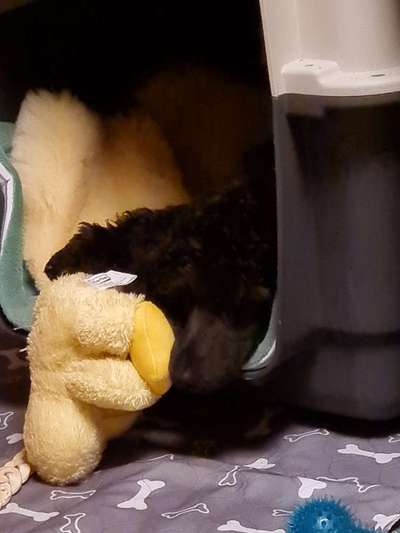 Dogorama Photo Challenge - Tarnung ist alles-Beitrag-Bild