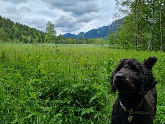 Pudel-Treffen-Beitrag-Bild