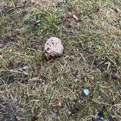 Giftköder-Eventuell Giftköder-Bild