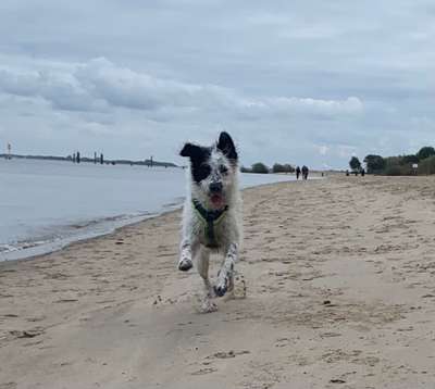 Hundeauslaufgebiet-Hundestrand Krautsand-Bild