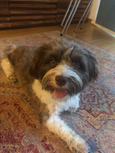 Havaneser-Beitrag-Bild