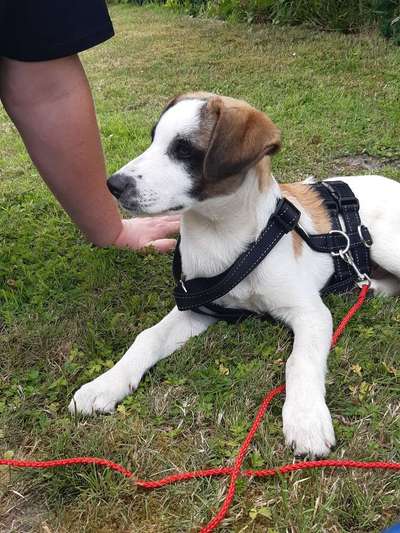 Mischlingshunde Foto Aufruf-Beitrag-Bild