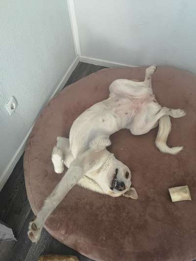 Zeigt mir die lustigsten Schlafpositionen eurer Fellnasen-Beitrag-Bild