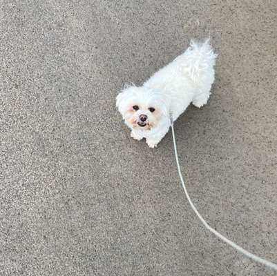 Hundetreffen-Kleine Hunde zum spielen und spazieren gehen-Bild