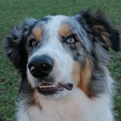 Hundetreffen-Trainingspartner für Hundebegegnung zu üben & diese zu festigen auch gemeinsame Spaziergänge-Bild