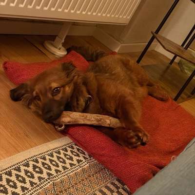 Hundetreffen-Spiel- oder Gassirunde-Bild