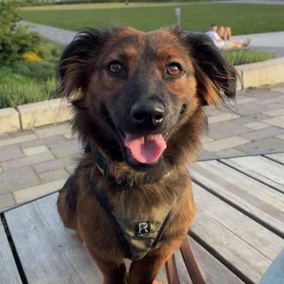 Hundetreffen-Spiel- oder Gassirunde-Bild