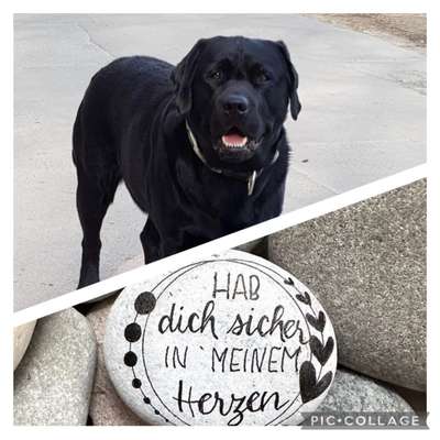 Unsere Fellnasen im Regenbogenland-Beitrag-Bild