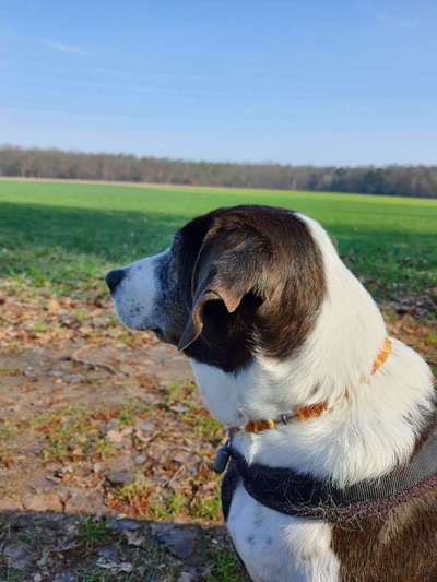 Unsere Fellnasen-Vielfalt im Überblick!-Beitrag-Bild