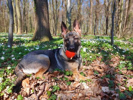 Challenge 23 : "  Euer Hund beim Frühlingserwachen "-Beitrag-Bild