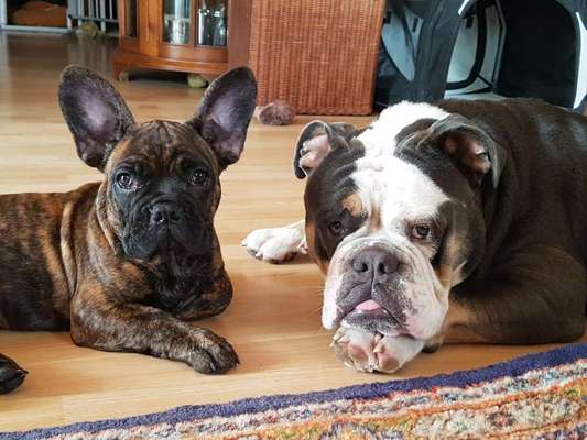 Dogorama Photo Challenge - Die besten Hundebuddys-Beitrag-Bild