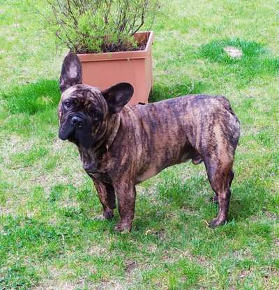 Zeigt her eure Frenchi-Beitrag-Bild