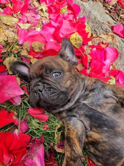 Dogorama Photo Challenge - Be my valentine-Beitrag-Bild