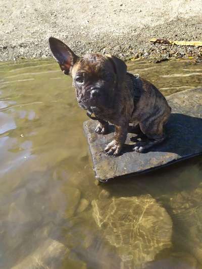 Dogorama-Monats-Challenge-Mai "Wasser"-Beitrag-Bild