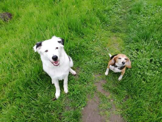 Hundetreffen-Spiel und Spaziergang treffen-Bild