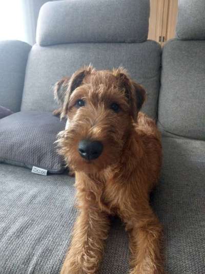 Dogorama Photo Challenge - Hundeblick zum hinschmelzen-Beitrag-Bild