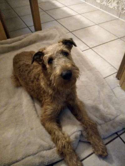 Dackelblick-Beitrag-Bild