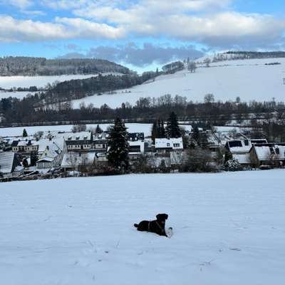 Hundetreffen-Spaziergang und spielen-Bild