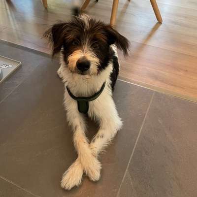 Hundetreffen-Junghunde-Freunde gesucht-Bild