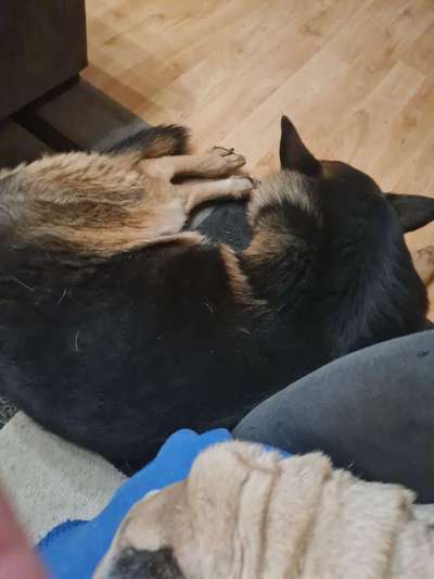 Schäferhund-Beitrag-Bild