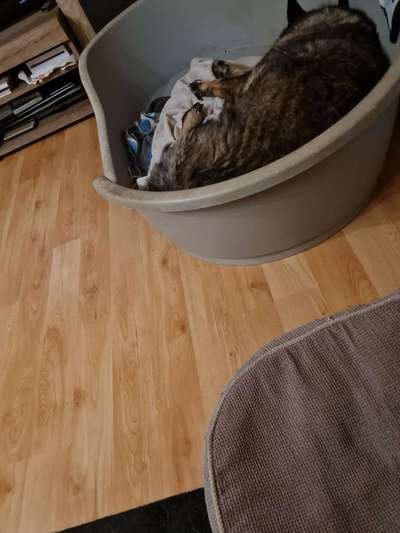 Fotochallenge Nr. 56 - geliebte Senioren-Beitrag-Bild