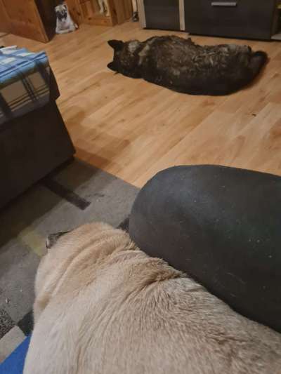 Fotochallenge Nr. 56 - geliebte Senioren-Beitrag-Bild