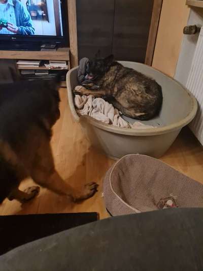 Schäferhund-Beitrag-Bild