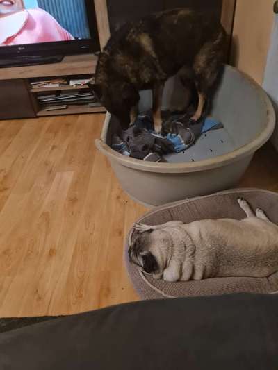 Fotochallenge Nr. 56 - geliebte Senioren-Beitrag-Bild