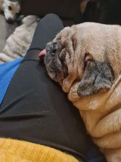 Fotochallenge Nr. 59 - Mein Hund zeigt die Zunge-Beitrag-Bild