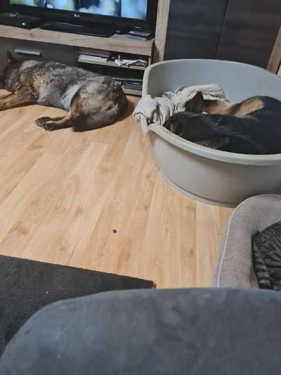 Deutsche Schäferhunde, Belgische Schäferhunde.-Beitrag-Bild