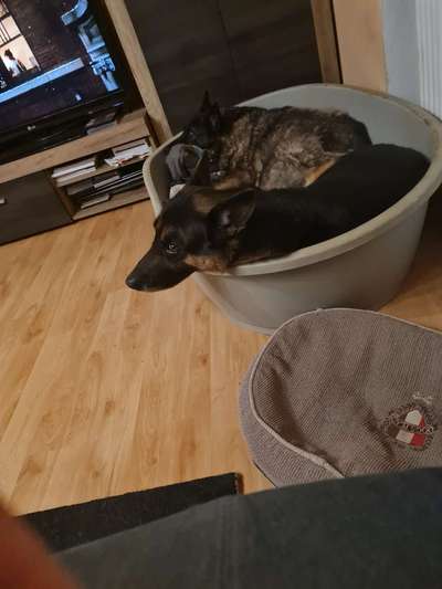 Deutsche Schäferhunde, Belgische Schäferhunde.-Beitrag-Bild