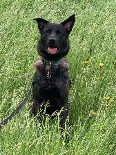 Die Dogorama Monats Challenge "Es grünt und blüht"-Beitrag-Bild