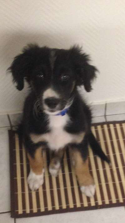 Welpenfotos-Beitrag-Bild