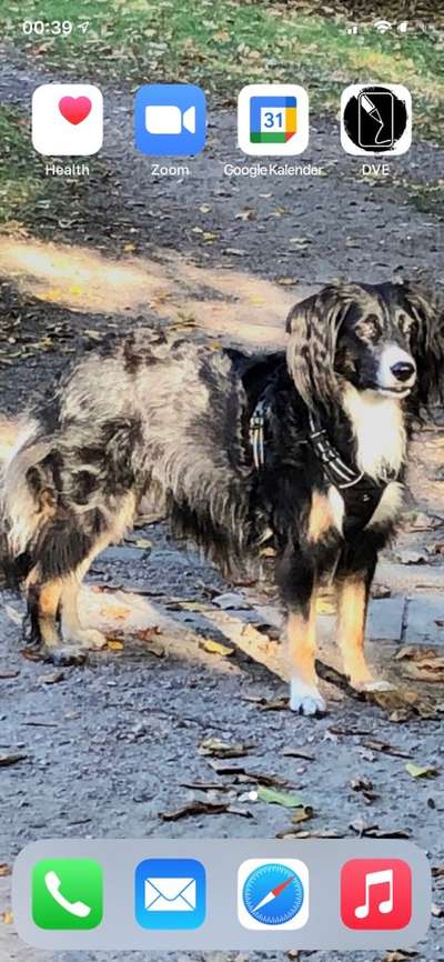 Die Dogorama Monats Challenge "Es grünt und blüht"-Beitrag-Bild