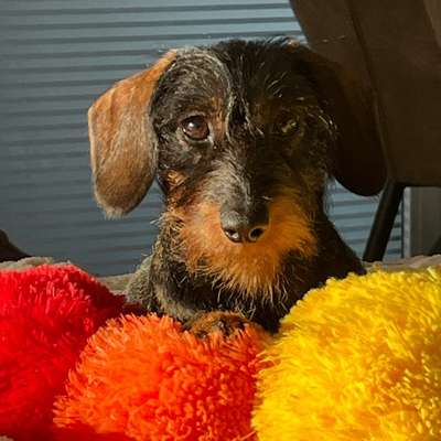 Hundetreffen-Gassitreffen/Hundebegegnungen-Profilbild
