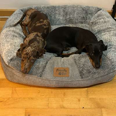 Hundetreffen-Sozialisierungstreff-Bild